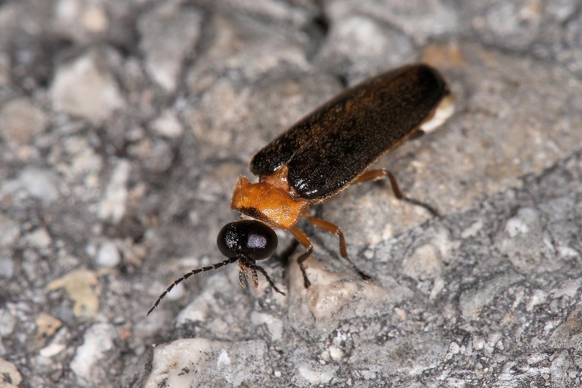 Lampyridae: Luciola lusitanica? S, ma ora  L. pedemontana